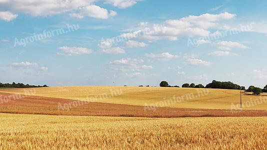 Ich möchte landwirtschaftliche Flächen pachten! (Putnok und Umgebung)