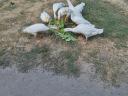 Indian duck