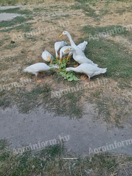 Indian duck