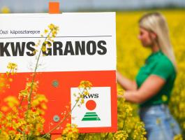 KWS GRANOS repce vetőmag