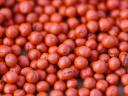 Premium KWS rapeseed