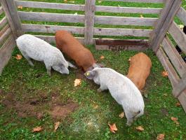 Mangalica malacok eladók