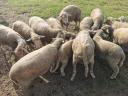 Lambs for sale