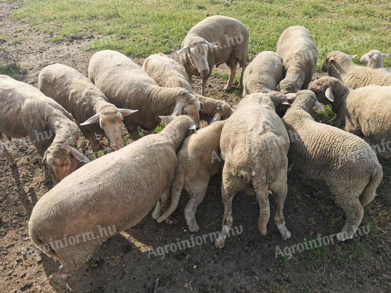 Lambs for sale