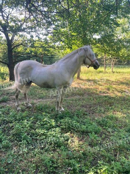 Alter Lipizzaner-Mischlingshengst zu verkaufen