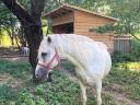 Alter Lipizzaner-Mischlingshengst zu verkaufen