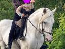 Alter Lipizzaner-Mischlingshengst zu verkaufen