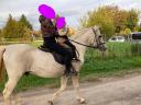 Alter Lipizzaner-Mischlingshengst zu verkaufen