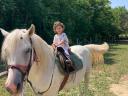 Alter Lipizzaner-Mischlingshengst zu verkaufen