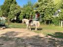 Alter Lipizzaner-Mischlingshengst zu verkaufen