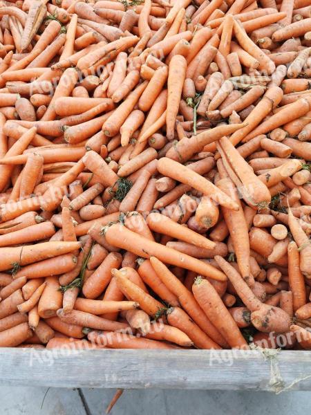 Carrot feed for sale in Mórahalmon