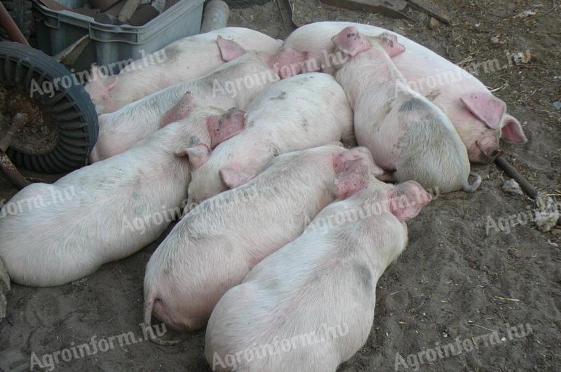 Wahlschweine zu verkaufen