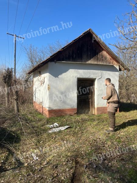 Farm, private garden in Csongrád old vineyard