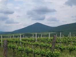 Eladó szőlő Eger külterületén