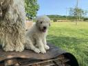 Muško štene tipa komondor traži vol̂enog vlasnika