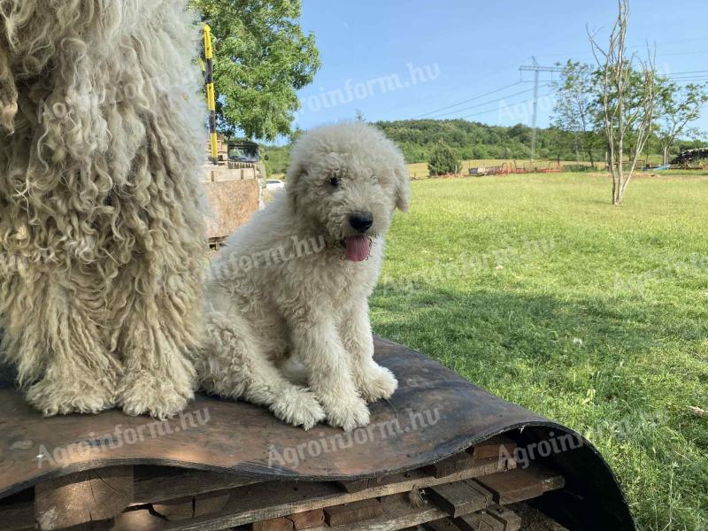 Muško štene tipa komondor traži vol̂enog vlasnika