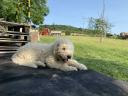 Muško štene tipa komondor traži vol̂enog vlasnika