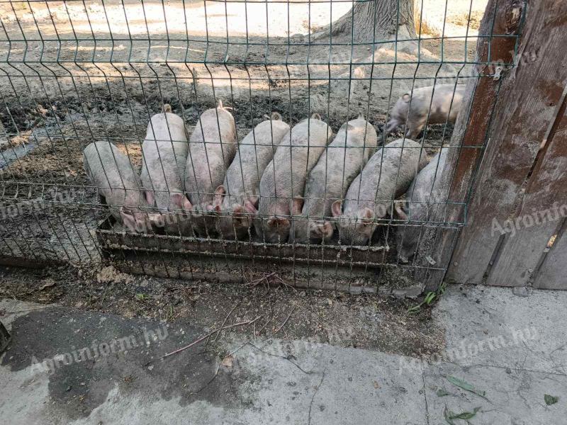 Ferkel zu verkaufen