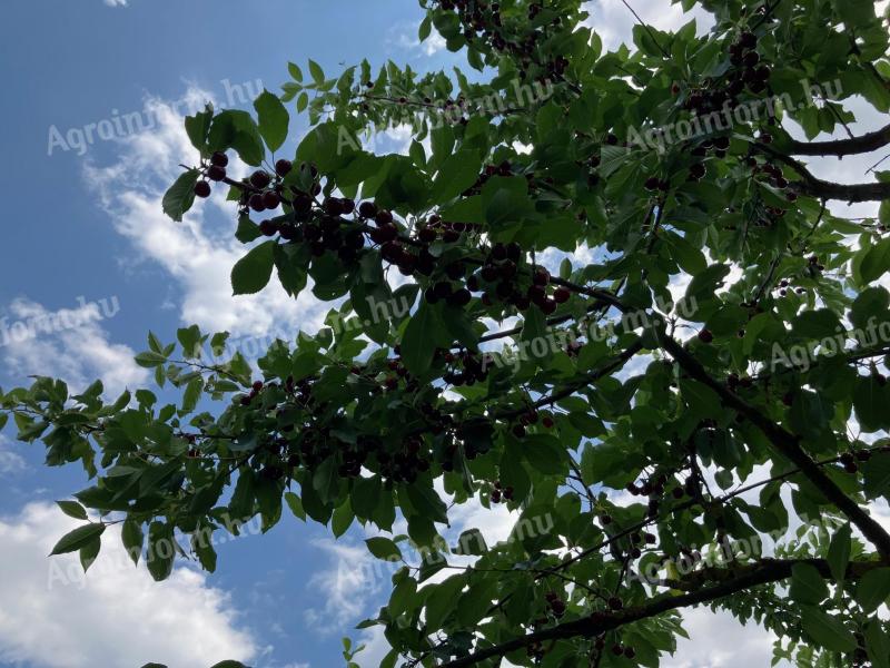 Pick your own sour cherries on the outskirts of Szombathely