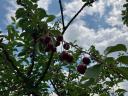 Pick your own sour cherries on the outskirts of Szombathely
