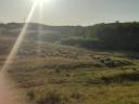 Pregnant sheep flock for sale