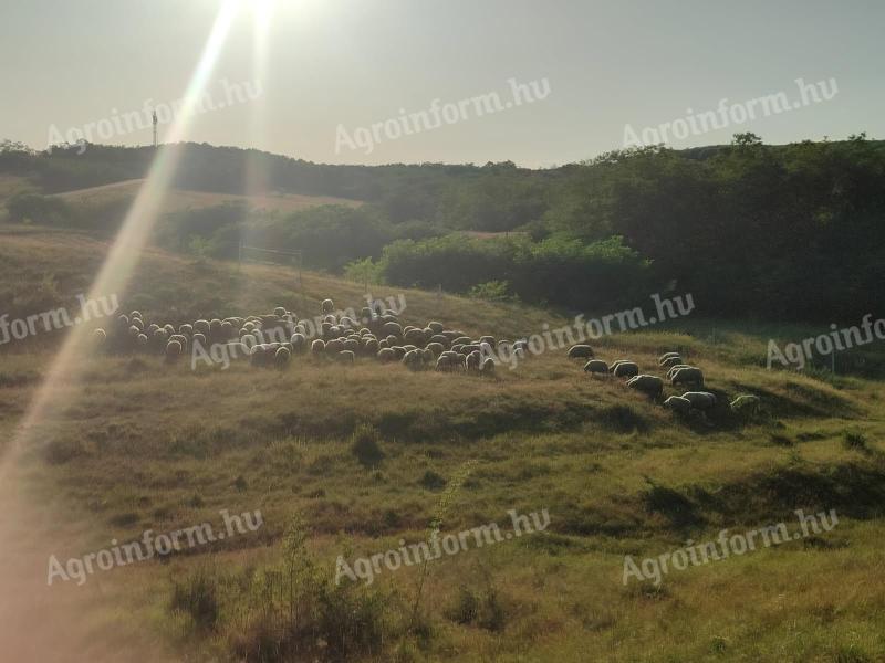 Pregnant sheep flock for sale