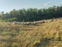 Pregnant sheep flock for sale