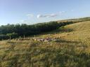 Pregnant sheep flock for sale