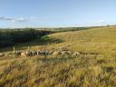 Pregnant sheep flock for sale