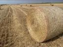 This year's wheat straw