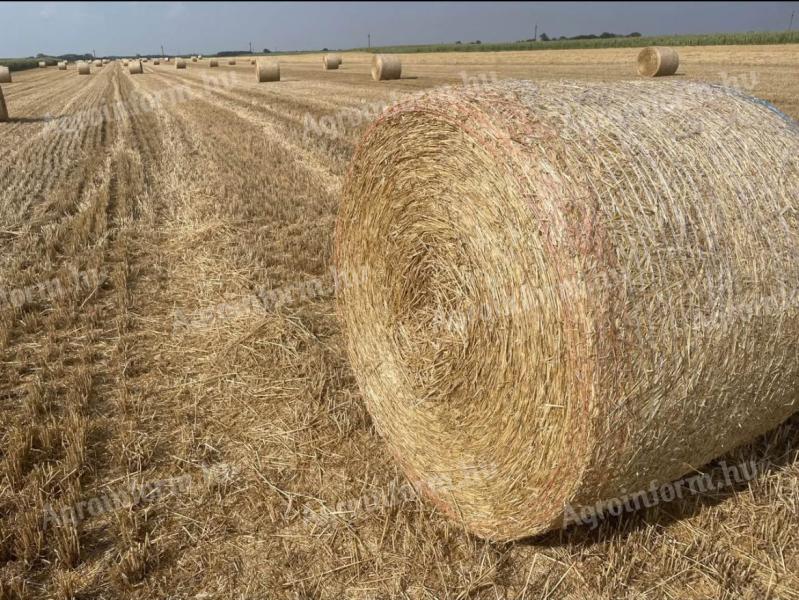 This year's wheat straw
