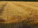 Straw Renden