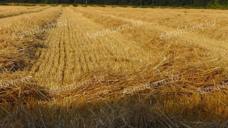 Straw Renden