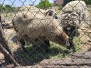 Sheep, lamb, sheep, jerke