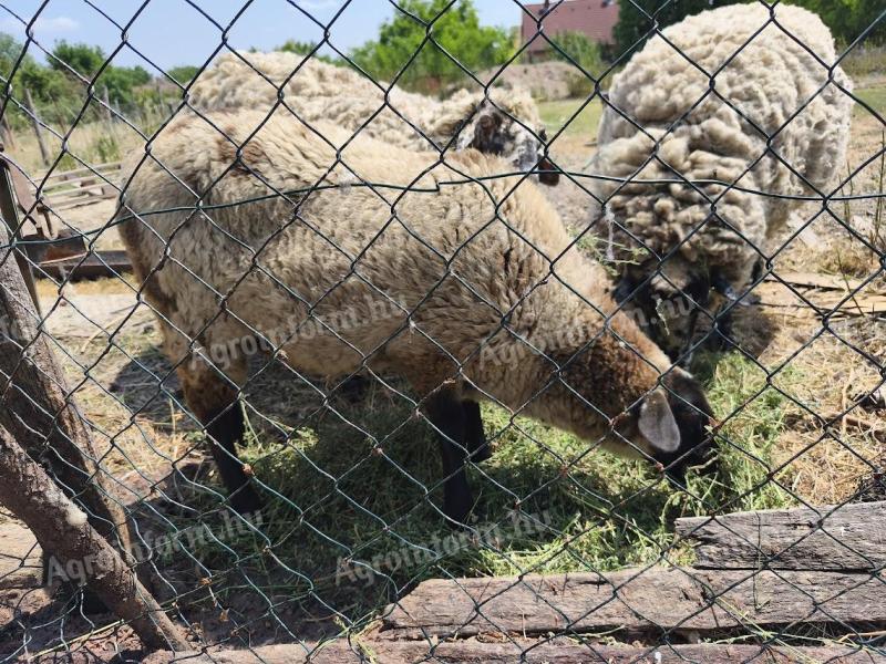 Sheep, lamb, sheep, jerke