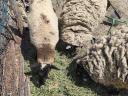 Sheep, lamb, sheep, jerke
