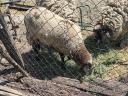 Sheep, lamb, sheep, jerke