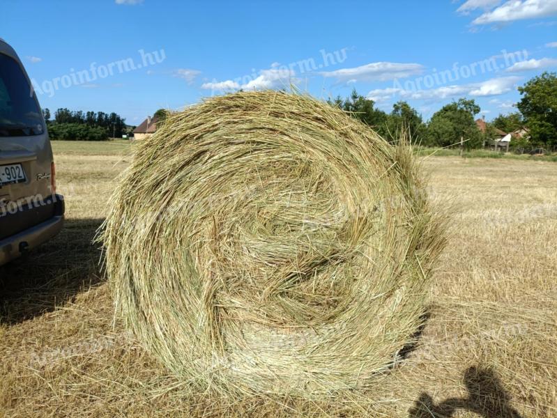 Rett hay, green dried, good quality, free from leaching
