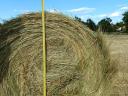 Rett hay, green dried, good quality, free from leaching