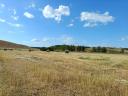 Rett hay, green dried, good quality, free from leaching