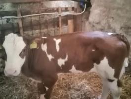 Üsző - és bikaborjú eladó