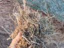 Alfalfa with grass