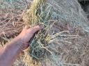 Alfalfa with grass