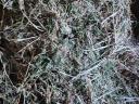 Alfalfa with grass