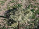 Alfalfa with grass