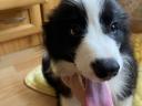 Pedigree Border Collie boy puppy