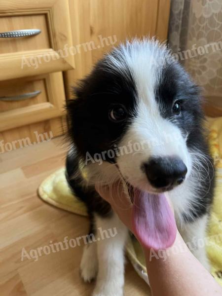 Pedigree Border Collie boy puppy