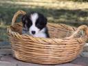 Pedigree Border Collie boy puppy