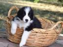 Pedigree Border Collie boy puppy