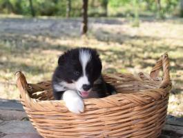 Törzskönyves Border Collie fiú kiskutyák